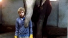Work With Elephants