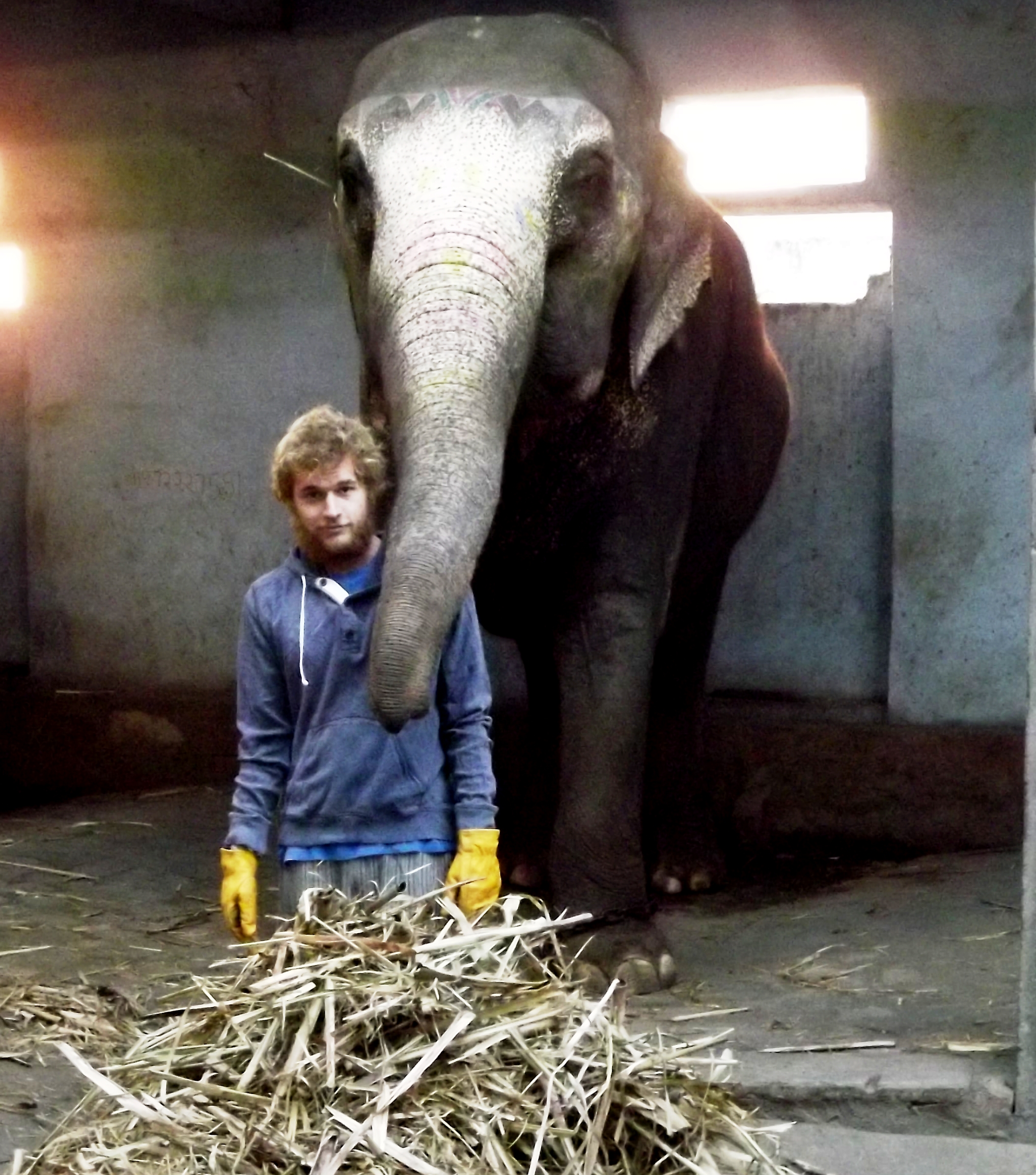 Work With Elephants