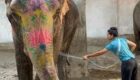volunteer elephants india