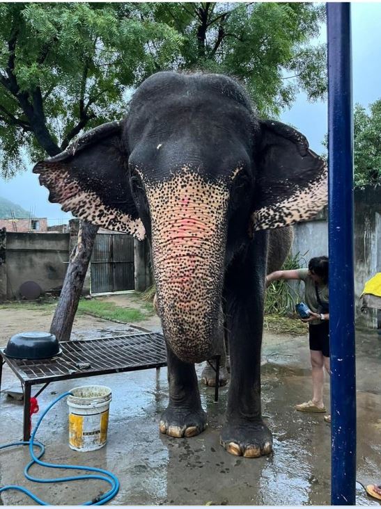 volunteer elephants