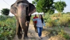 elephant sanctuary in jaipur