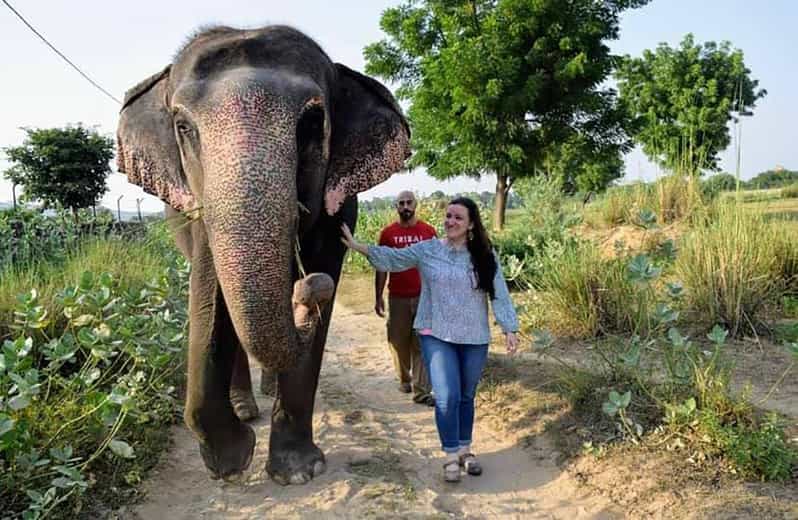elephant sanctuary in jaipur
