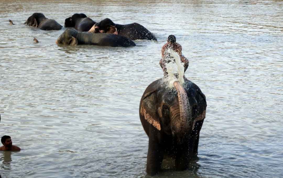 elephant tour jaipur
