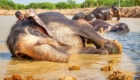 haathi gaon jaipur