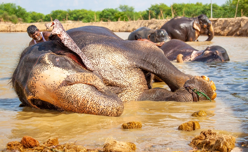 haathi gaon jaipur