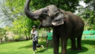 jaipur elephant park