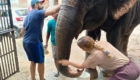 volunteer animal india
