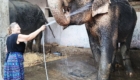 widlife volunteer in india