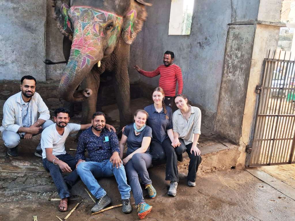 Volunteer With Elephants in India – Complete Guide